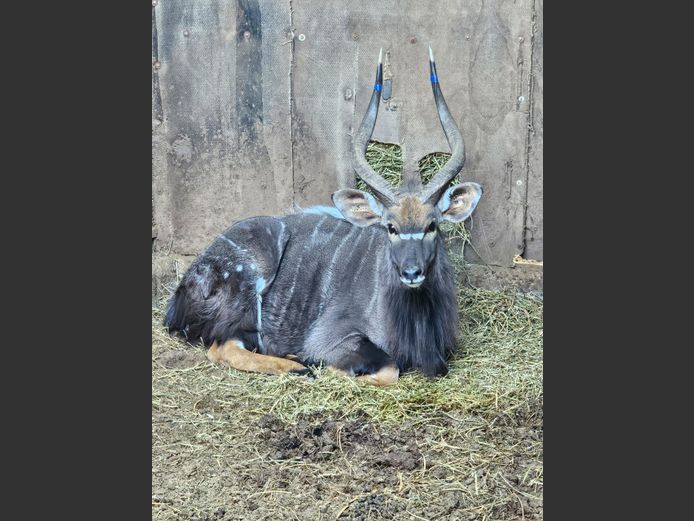 NYALA | THABA ENTLE