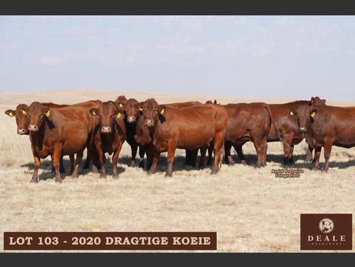 Dragtige Koeie