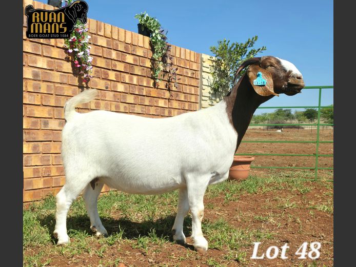 1584 23-18 | Ruan Mans Boer Goat Stud