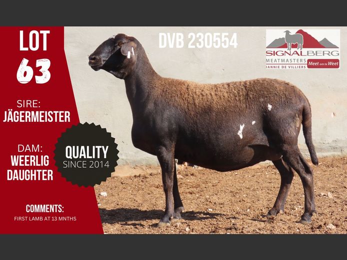 DVB 230554 | SIGNALBERG MEATMASTERS