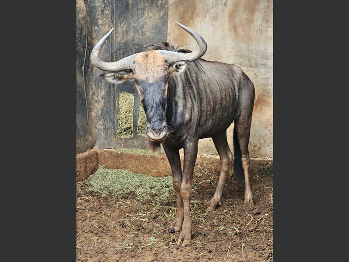 BLUE WILDEBEEST | CHAZAKAMATS