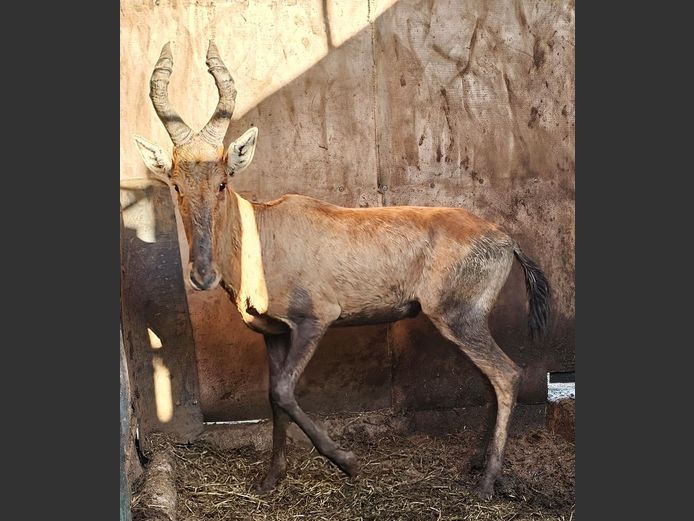 RED HARTEBEEST | S. VAN ZYL