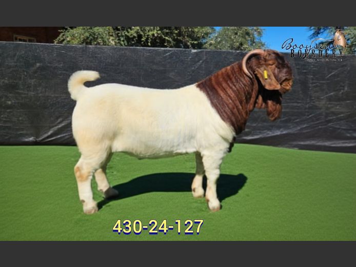 430240127 | Booysen Boerbokstoet