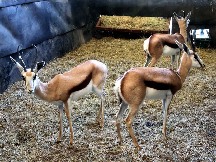 KALAHARI SPRINGBOK | AL BADENHORST