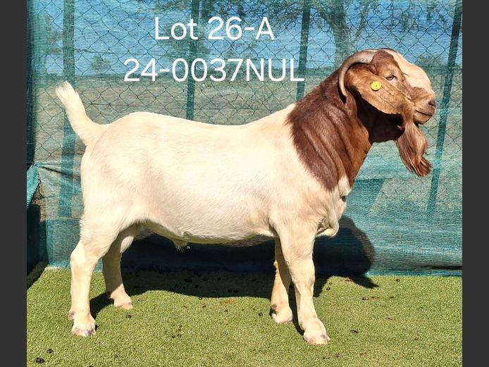 24-0037NUL | NICOLE ULRICH & EGBERT HOFF