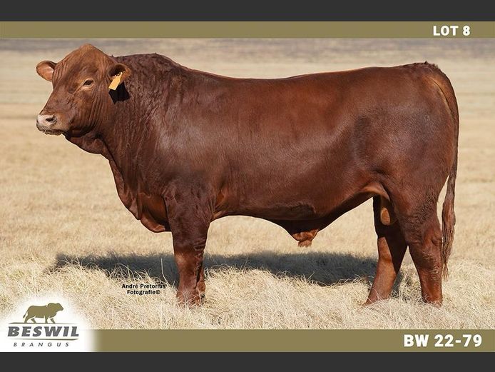 BW2279 | FRANCOIS JACOBUS SCHOLTZ
