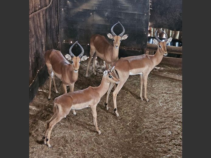 ROOIBOK | LEGENDS / ENTABENI