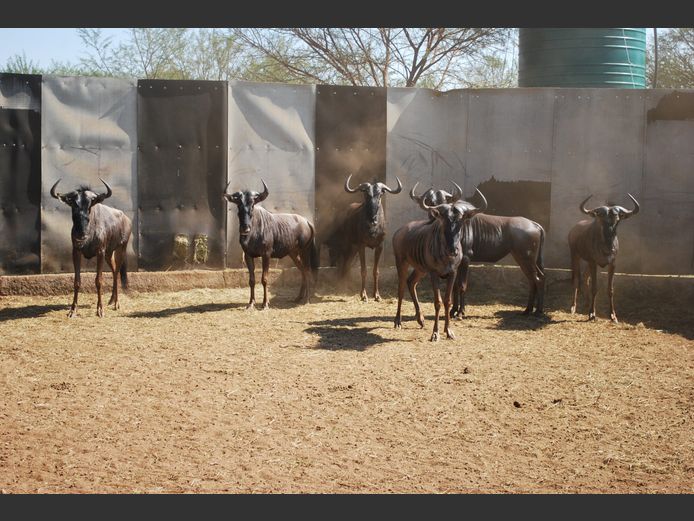 BLOUWILDEBEES | MALANGAS