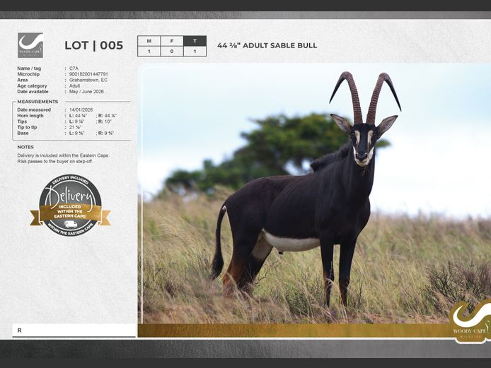Sable | Woody Cape Wildlife (Pty) Ltd