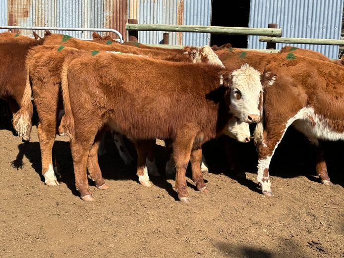 Weaners | D.H. Currie Farming Trust