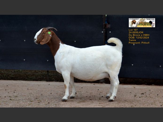 24-0899 JOK | O'KENNEDY GENETICS