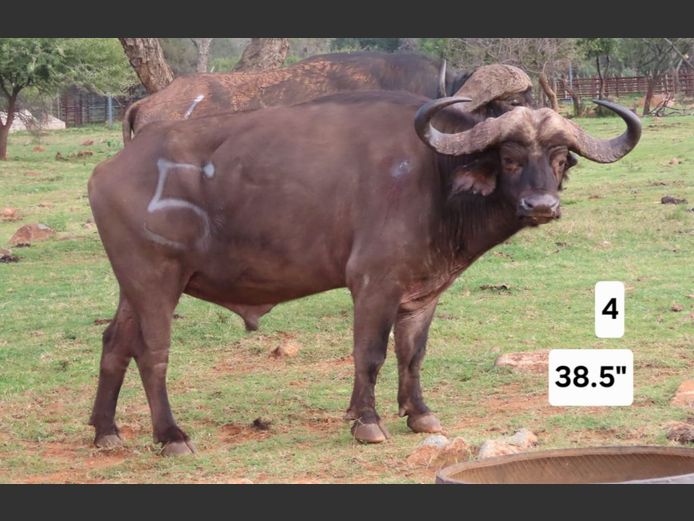 BUFFEL | KRUISRIVIER