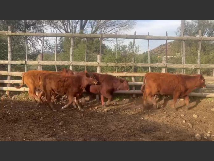 Weaners | Walter Wagenaar