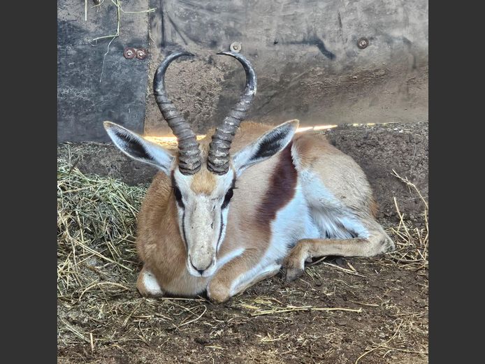 SPRINGBOK | LITTLE HUT