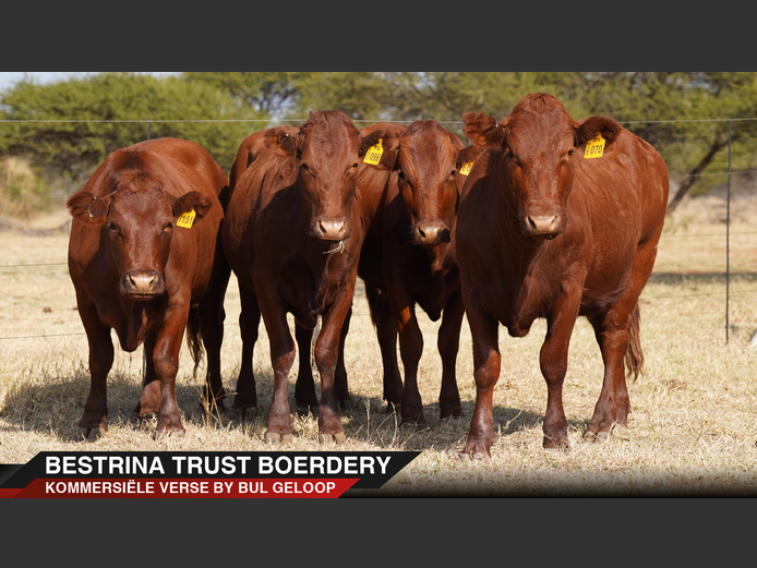 Commercial Animals | Bestrina Trust -
 Warmbad