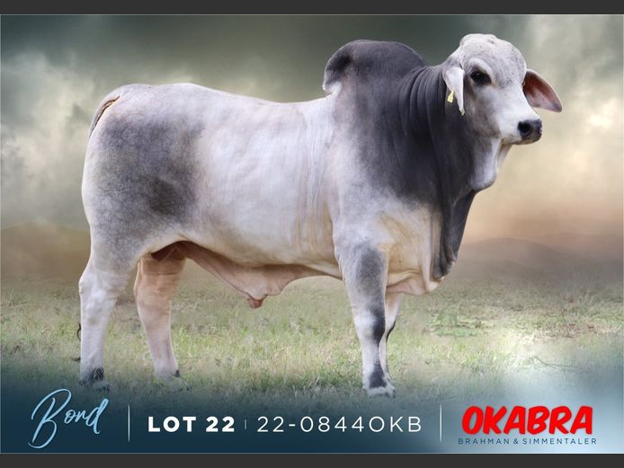 22-0844OKB | OKABRA BRAHMAN