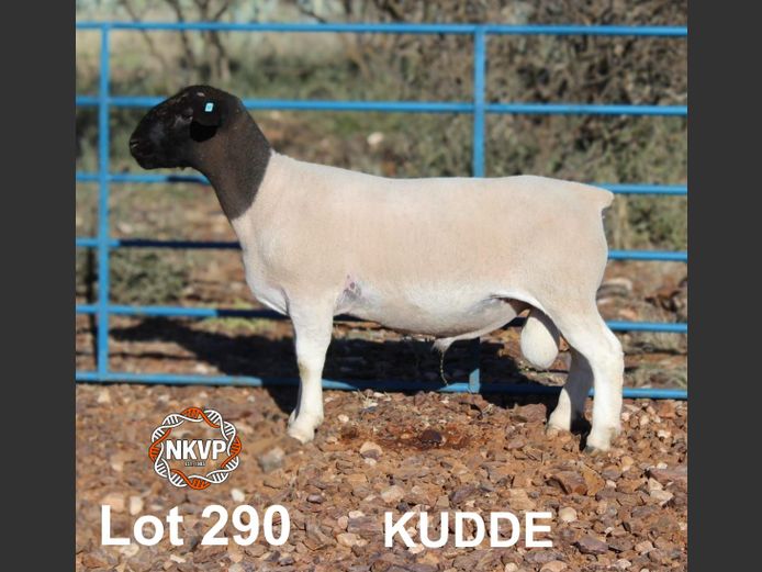2052250177 | MNR. LOUIS VAN RENSBURG, H/A LEEUPUT TRUST