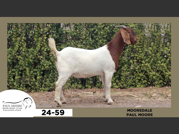 24-059  |  Paul Moore - Mooredale