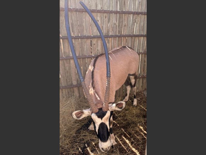 Gemsbok Bul