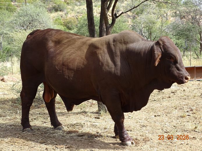 22-0072BS | MORINGA SANTA GERTRUDIS