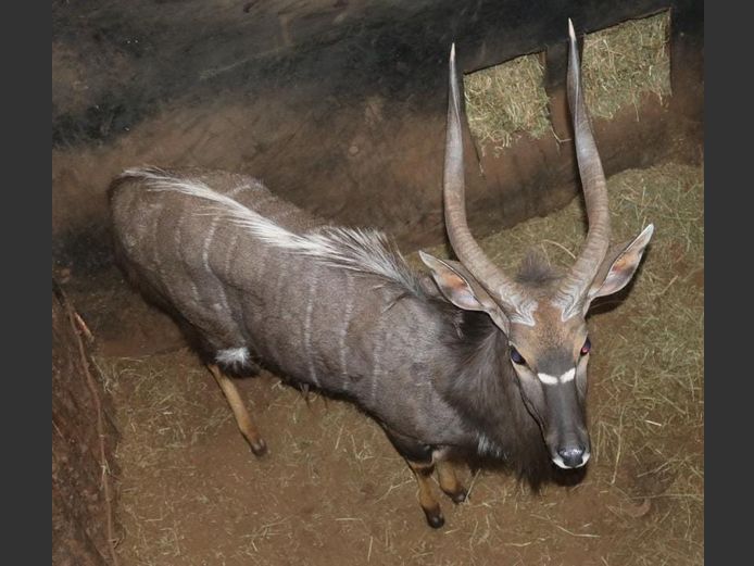 NYALA