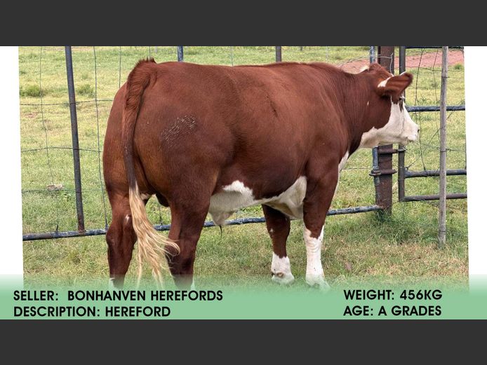 Hereford | Bonhaven Herefords