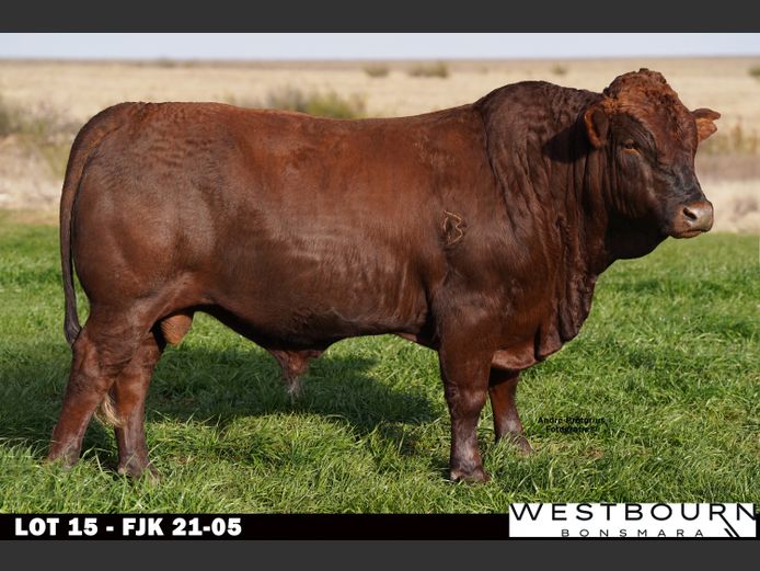 FJK 210005 | WESTBOURN BONSMARAS