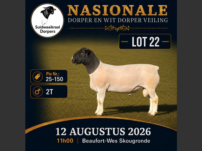 25 150 | SUIDWAAIKRAAL DORPERS