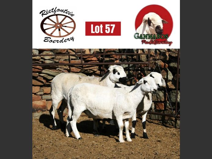 RFB24-054 | Rietfontein Boerdery