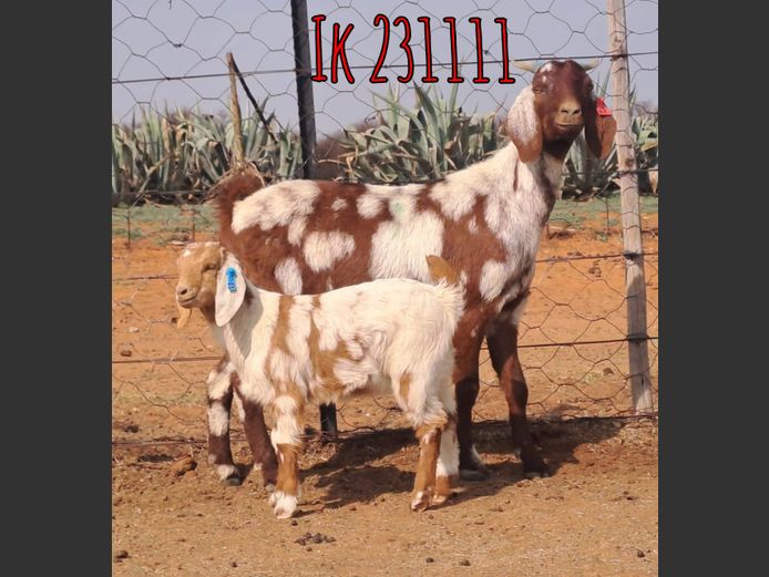 IK 23 1111 | Erik De Witt