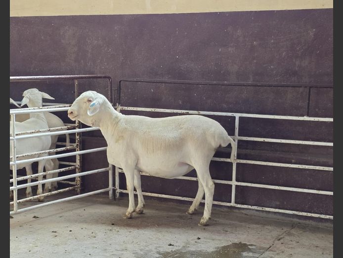 139 24 0119 | MNR. PR WIESE H/A BULBERG BDY