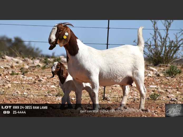 HWH24-3855 | Gert van Wyk