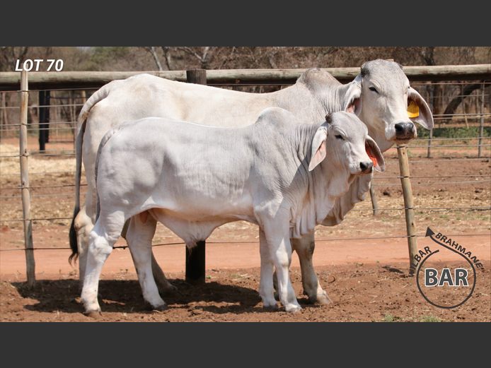 Commercial Animals | WILBAR BRAHMANE