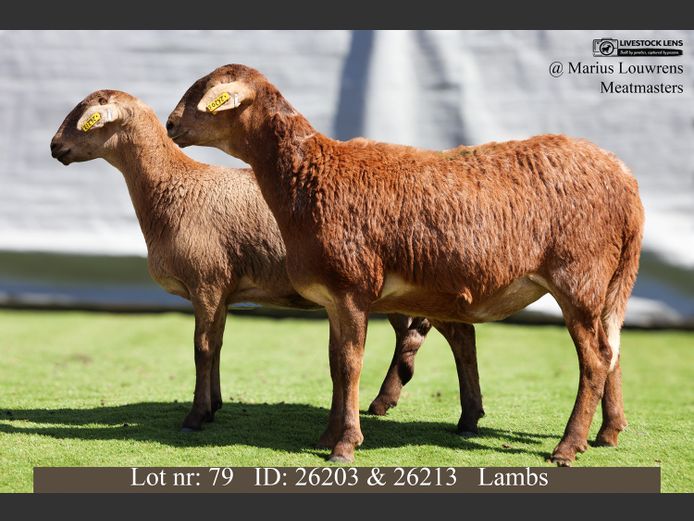 26203 | 26213 | Marius Louwrens Meatmasters