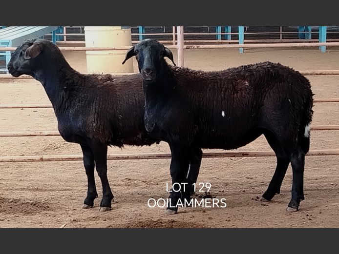 Osvley Meatmasters