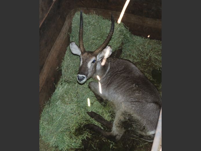 Waterbok