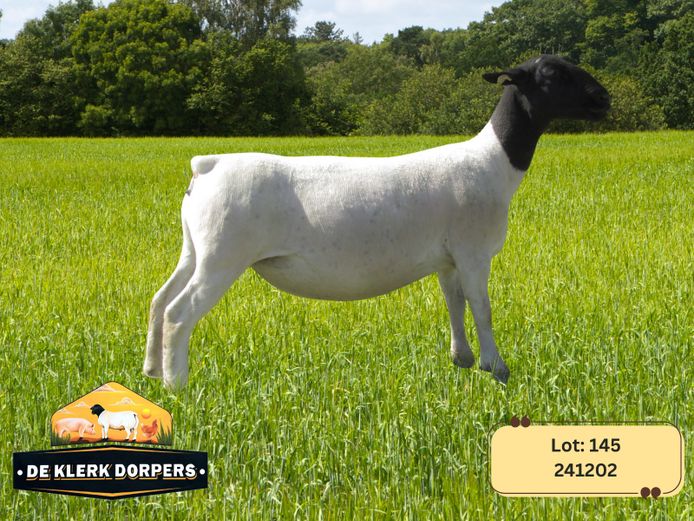 241202 | DE KLERK DORPERS