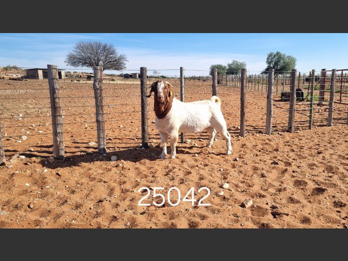 250042  |Tony Cahi