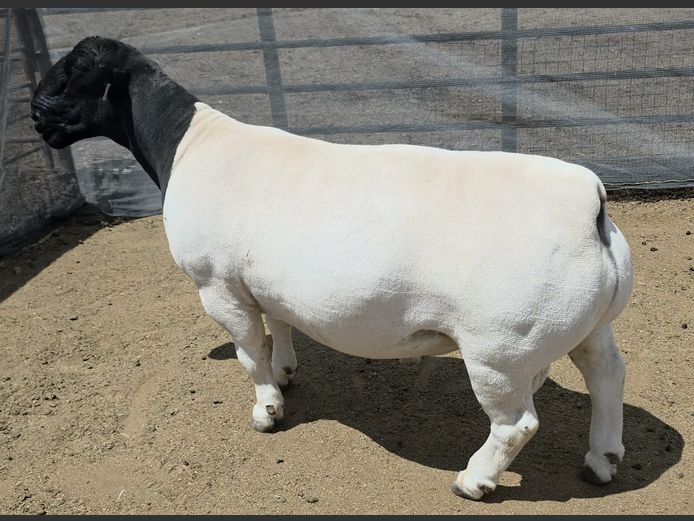 770 23 0078 | Mickey Phillips  Dorpers