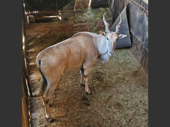ELAND | KRUISRIVIER