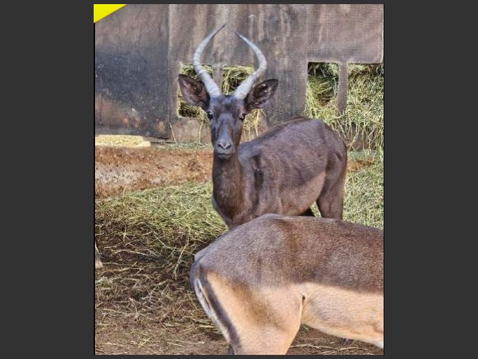 BLACK IMPALA | BUFFELSPOORT