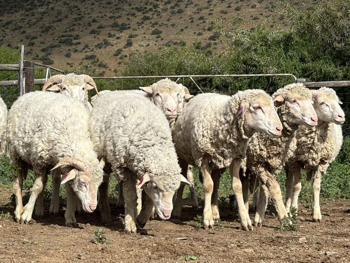Letskraal Farm (Japie Delport)