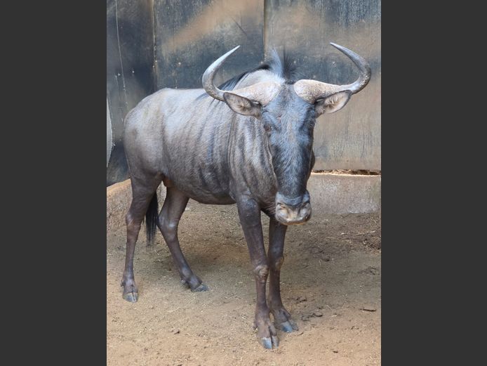 BLOUWILDEBEES | IMPISI SAFARIS