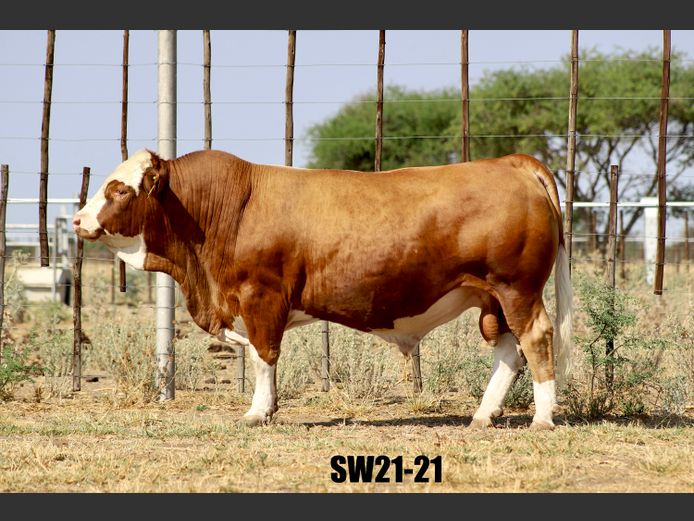 SW2121 | PROMATRIA BUSCHBRUNN STUD