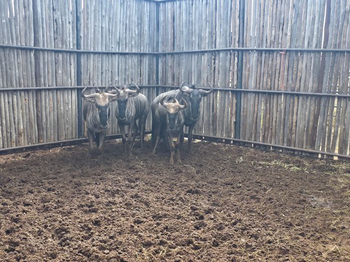 BLOUWILDEBEES | HANLEY