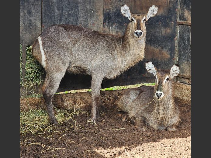WATERBUCK | BIG HORN