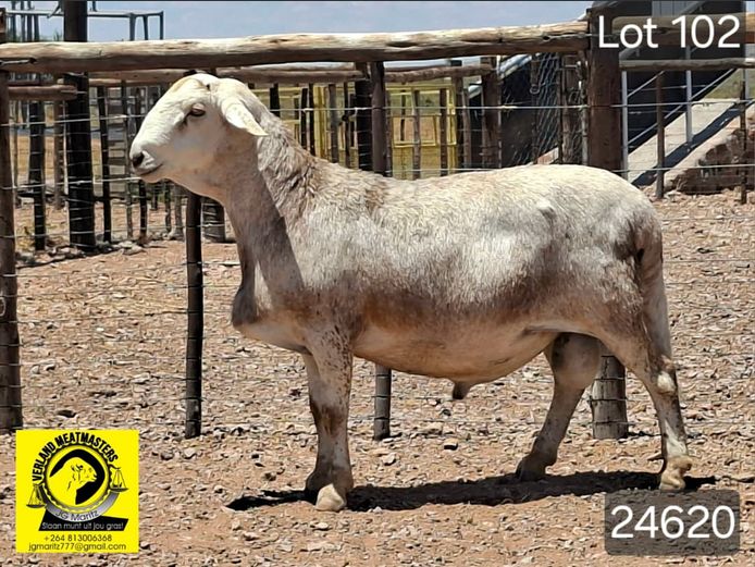 24620 | VERLAND MEATMASTERS