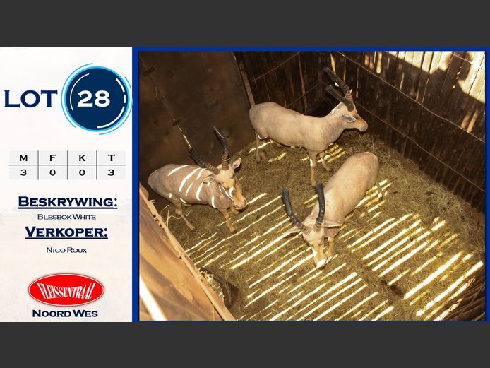 Blesbok White