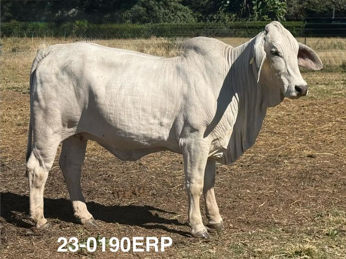 23-0190ERP | HARROBI BRAHMAN