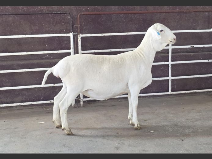 139 25 0052 | MNR. PR WIESE H/A BULBERG BDY